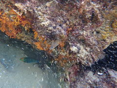 Gymnothorax buroensis