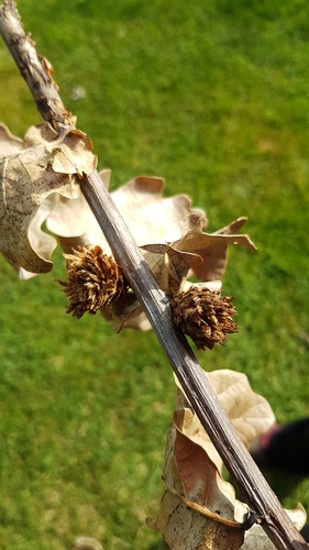 Oak Artichoke Gall Wasp