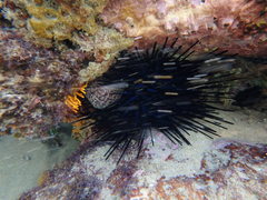 Gymnothorax buroensis