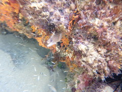 Gymnothorax buroensis