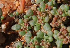 Trianthema parvifolia