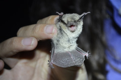 Myotis atacamensis