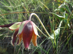 Calochortus purpureus