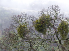 Phoradendron leucarpum tomentosum