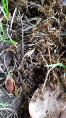 Melinopterus prodromus