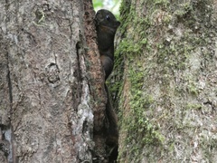 Microsciurus alfari
