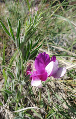 Lathyrus polymorphus incanus