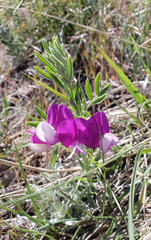 Lathyrus polymorphus incanus