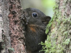 Microsciurus alfari