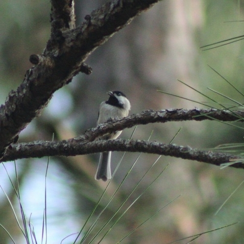 Poecile carolinensis image