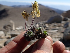 Draba lemmonii