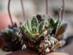 Draba lemmonii