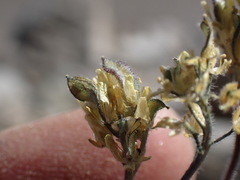 Draba lemmonii