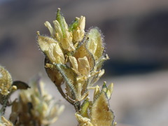 Draba lemmonii