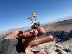 Draba lemmonii