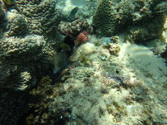 Cantherhines pardalis