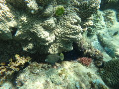 Cantherhines pardalis