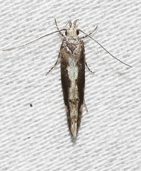 Coleotechnites florae