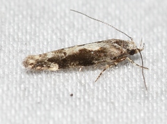 Coleotechnites florae