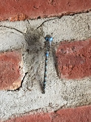 Rhionaeschna brevifrons