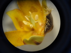 Calochortus purpureus