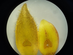 Calochortus purpureus