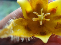Calochortus purpureus