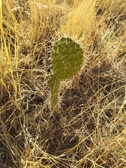 Opuntia ficus-indica