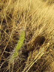Opuntia ficus-indica