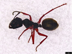Camponotus suffusus bendigensis