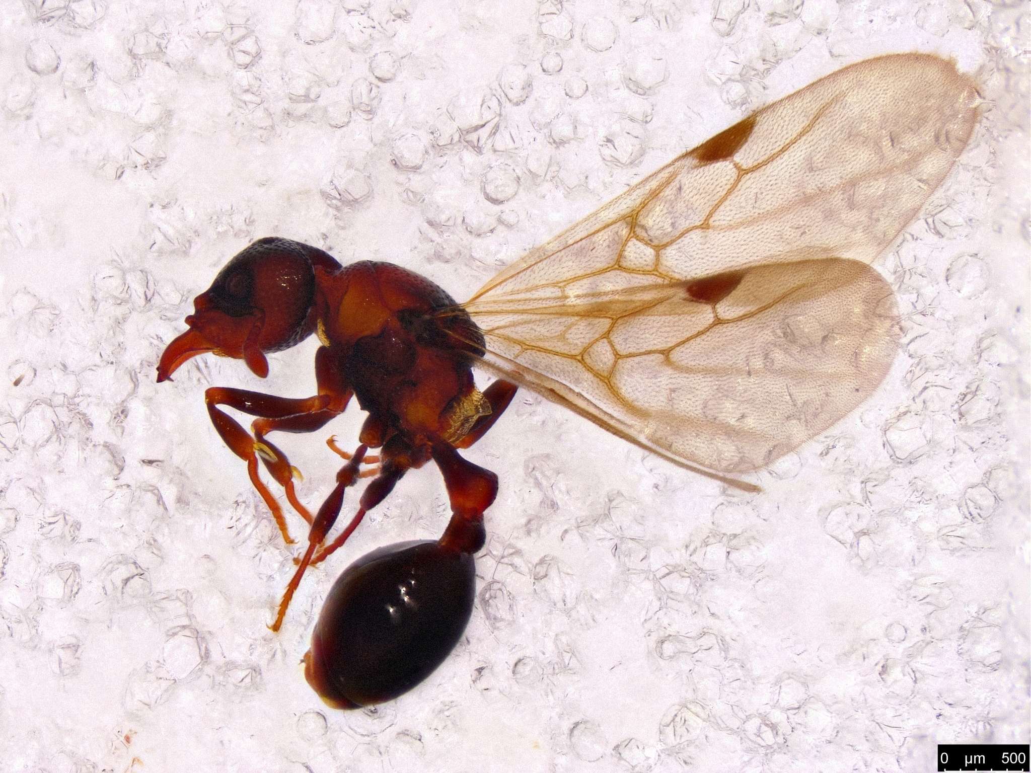 Mesostruma bella