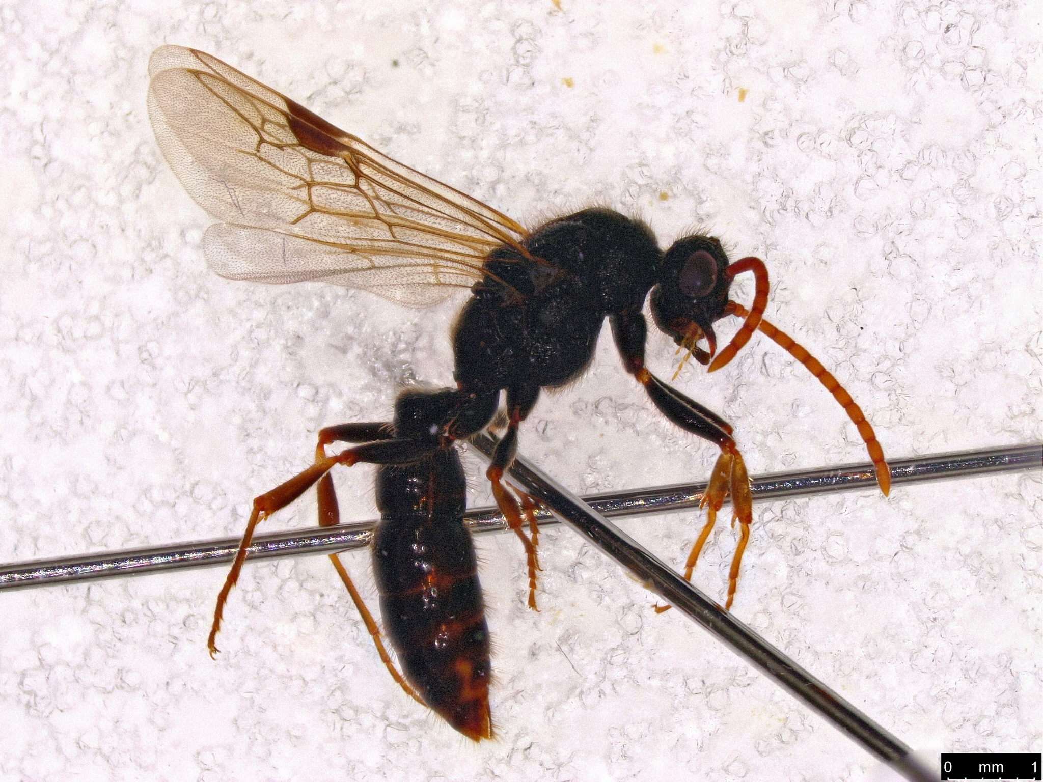 Amblyopone