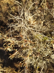 Tillandsia recurvata