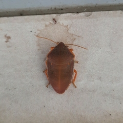 Coleotichus excellens