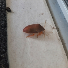 Coleotichus excellens