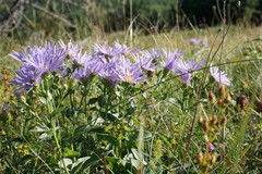 Aster amellus bessarabicus