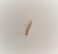 Agriphila attenuatus