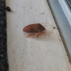 Coleotichus excellens