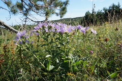 Aster amellus bessarabicus