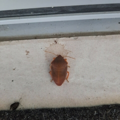 Coleotichus excellens