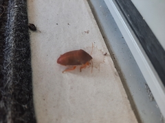 Coleotichus excellens