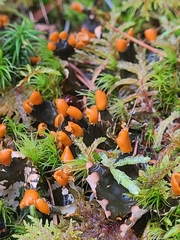 Peltigera degenii