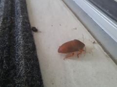 Coleotichus excellens