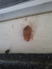 Coleotichus excellens