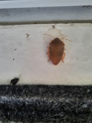 Coleotichus excellens