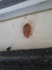 Coleotichus excellens