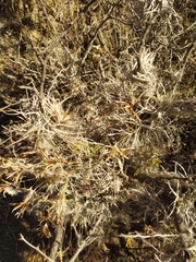 Tillandsia recurvata