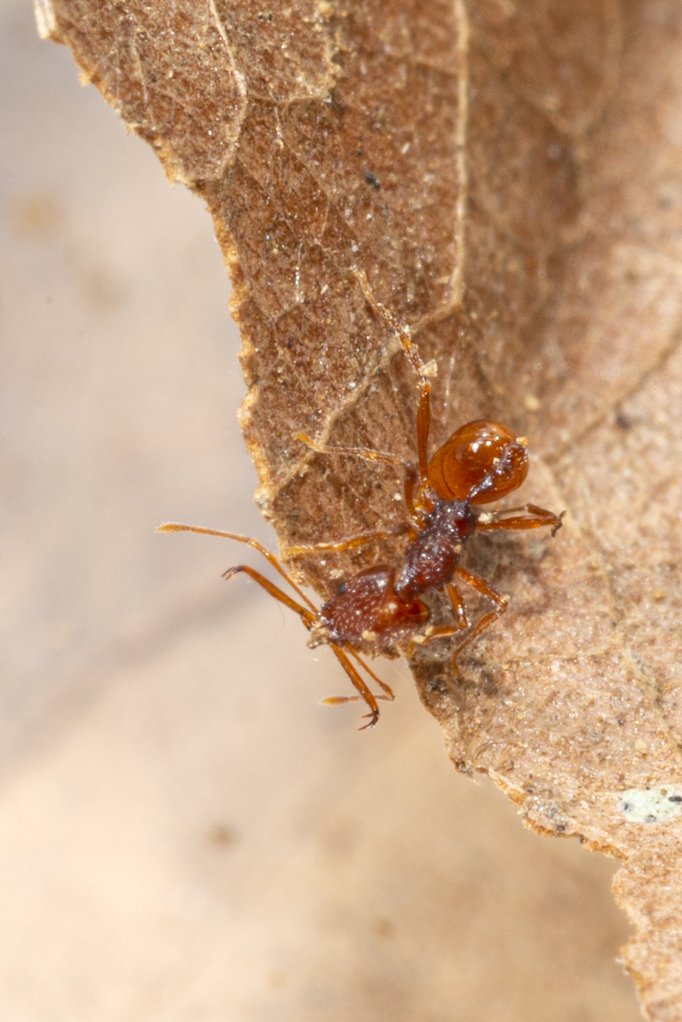 Acanthognathus ocellatus