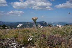 Seseli lehmannii