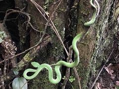 Trimeresurus vogeli
